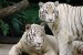 _Zoo_Tigers.jpg
